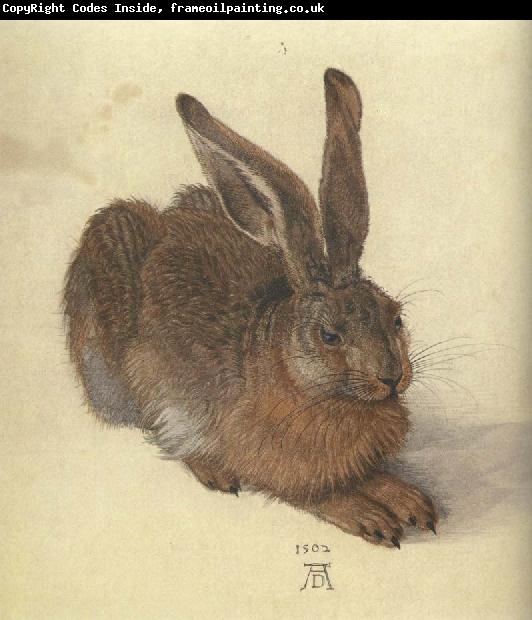 Albrecht Durer A Young Hare